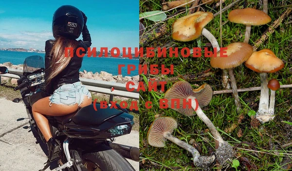 PSILOCYBIN Богородск